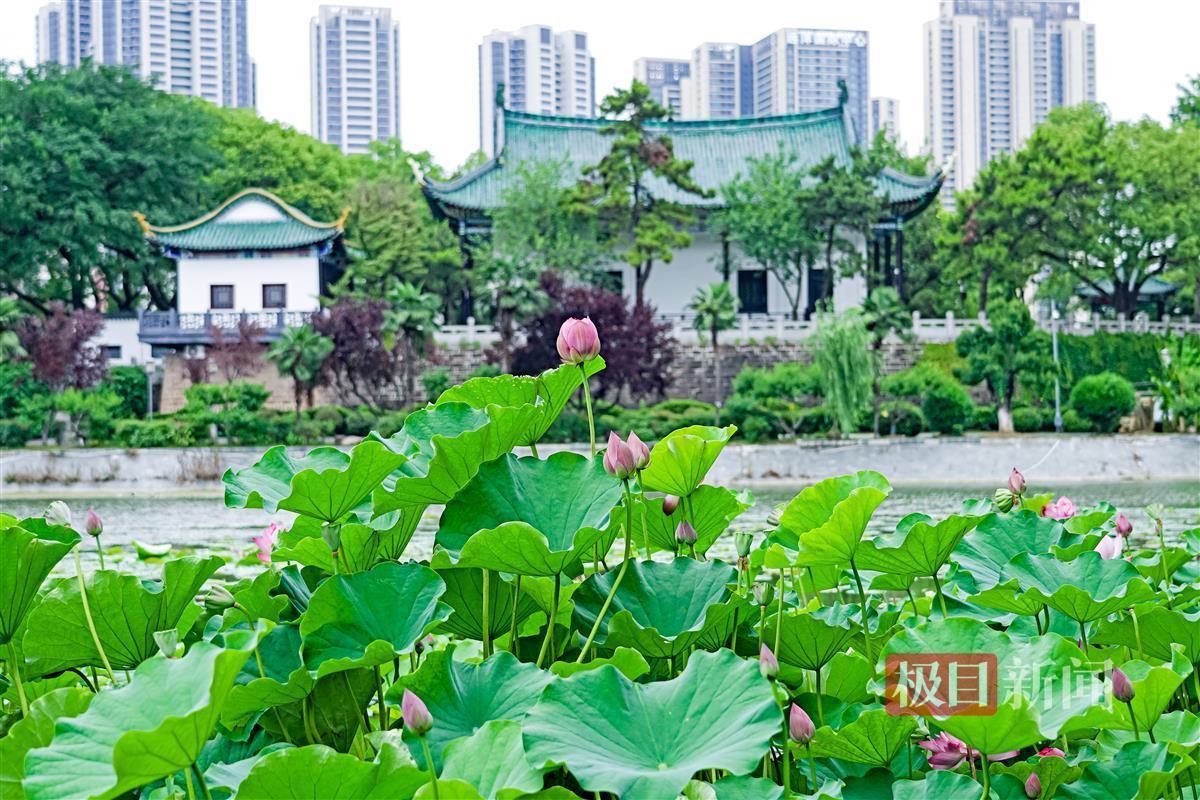 杭州荷花塘，城市绿洲中的新闻焦点