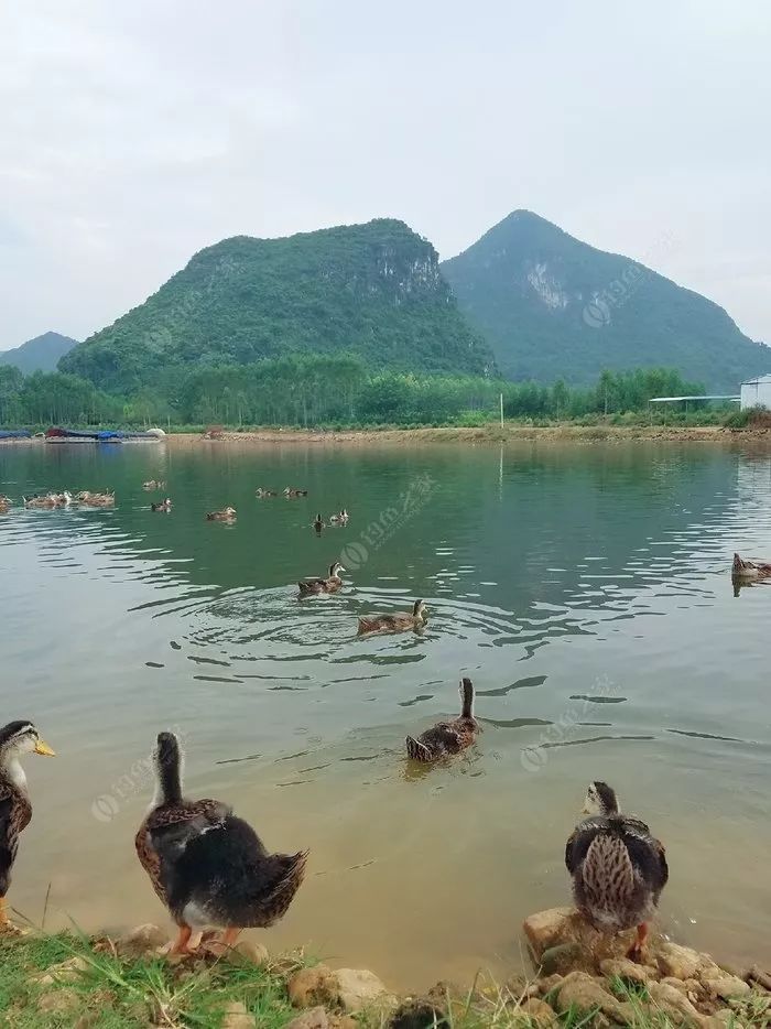 杭州湖畔的宁静，垂钓美女与生活的和谐画卷